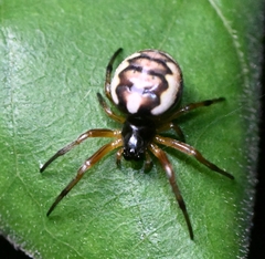 Araneus ejusmodi