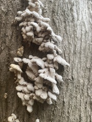 Schizophyllum commune