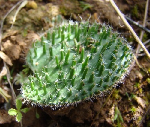 Hedgehog Woolseed (Eriospermum erinum)