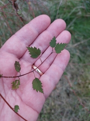 Plagianthus