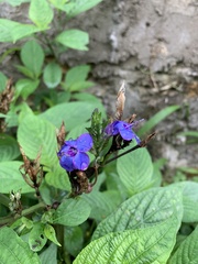 Eranthemum
