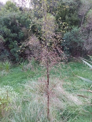 Plagianthus