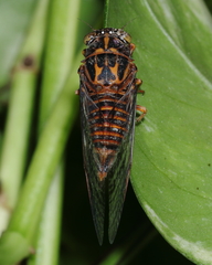 Pauropsalta