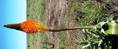 Bulbinella latifolia doleritica