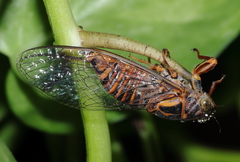 Pauropsalta