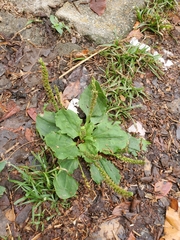 Plantago asiatica