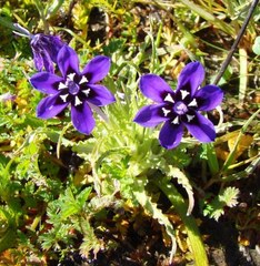 Lapeirousia oreogena