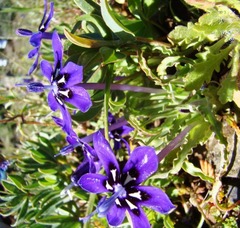 Lapeirousia oreogena