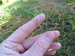 Rytidosperma buchananii