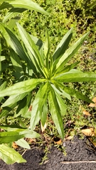 Erigeron sumatrensis