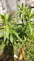 Erigeron sumatrensis