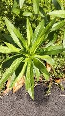 Erigeron sumatrensis