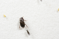 Brachiaphodius taiwanicus