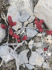 Sedum moranense