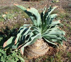 Boophone haemanthoides