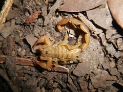 Centruroides guanensis