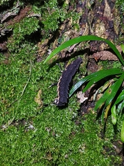 Pyrocoelia formosana