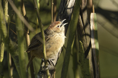 Sphenoeacus afer natalensis