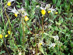 Nemesia cheiranthus