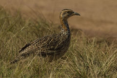 Scleroptila levaillantii