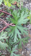Geranium carolinianum
