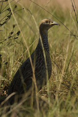 Scleroptila levaillantii