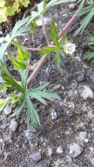 Geranium carolinianum