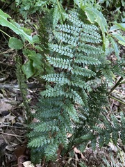 Polystichum silvaticum