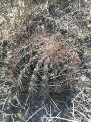 Hamatocactus hamatacanthus