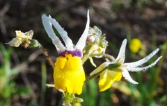 Nemesia cheiranthus