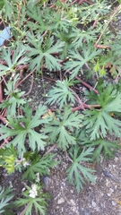Geranium carolinianum