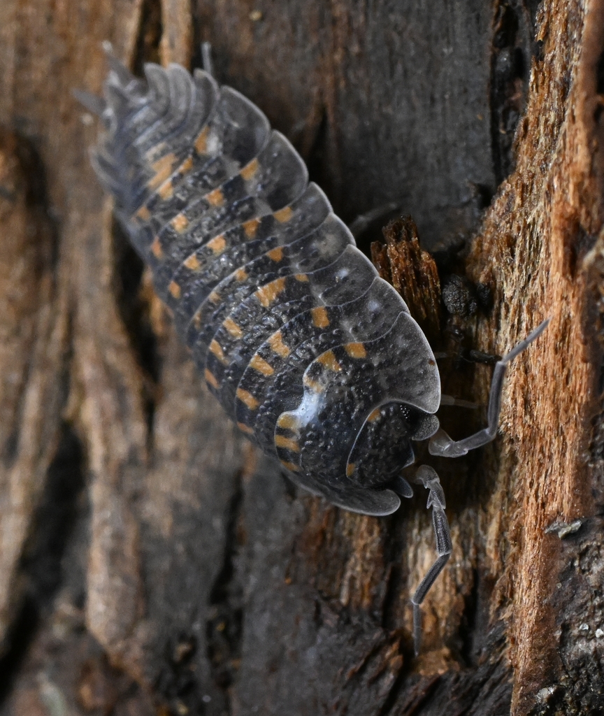 Trachelipus semiproiectus