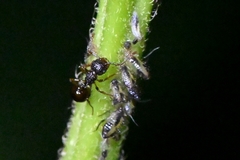 Pristomyrmex