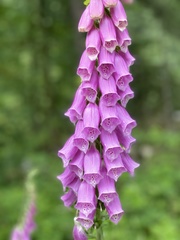 Digitalis