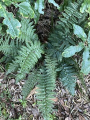 Polystichum silvaticum