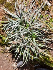 Celmisia major brevis