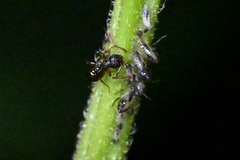 Pristomyrmex