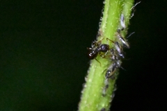 Pristomyrmex