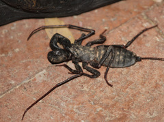 Mastigoproctus tohono