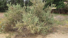Atriplex canescens
