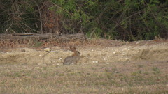 Sylvilagus audubonii