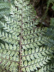 Polystichum silvaticum