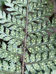 Polystichum silvaticum