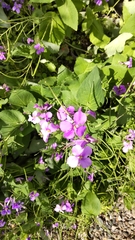 Orychophragmus violaceus