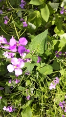 Orychophragmus violaceus