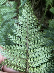 Polystichum silvaticum