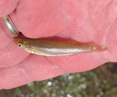 Fundulus stellifer