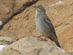 Mourning Sierra Finch photo 2