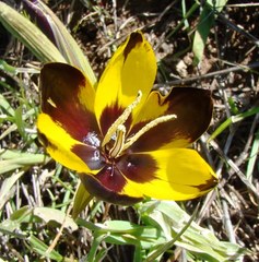 Hesperantha vaginata