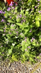 Orychophragmus violaceus